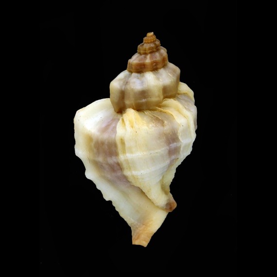 inornata 48,0mm