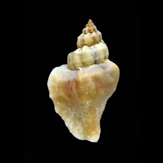 inornata 50,3mm