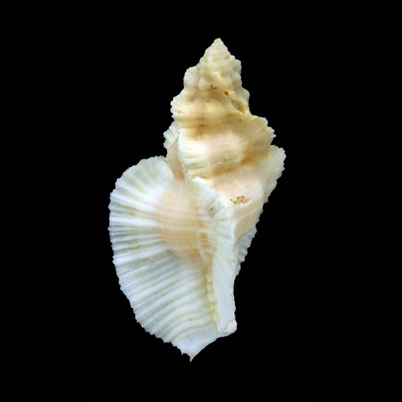 tripterus 58,8mm