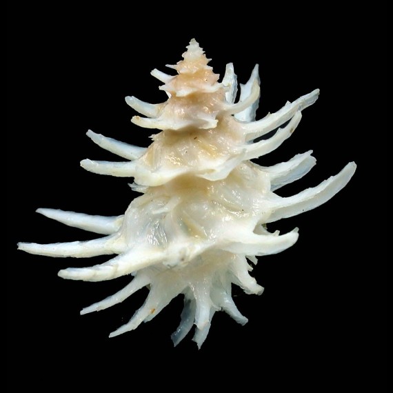 spinosus 36,5mm SPLENDID