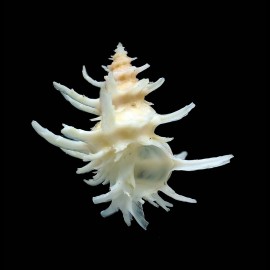 spinosus 36,5mm SPLENDID