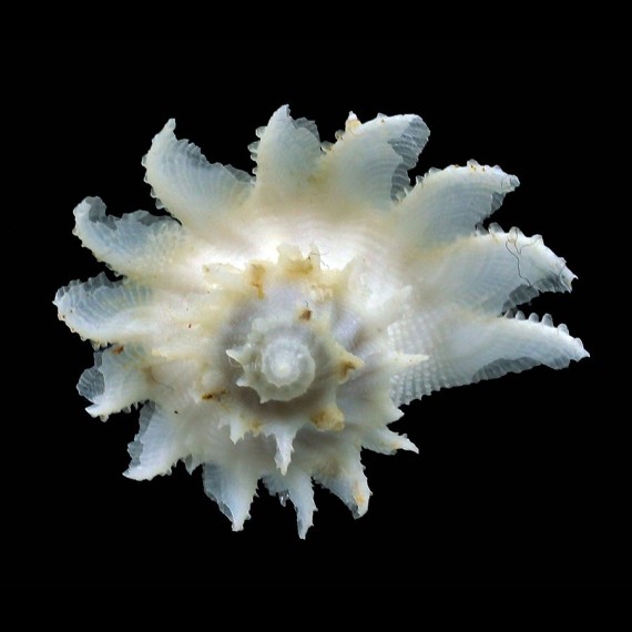 yamatoensis 30,8mm