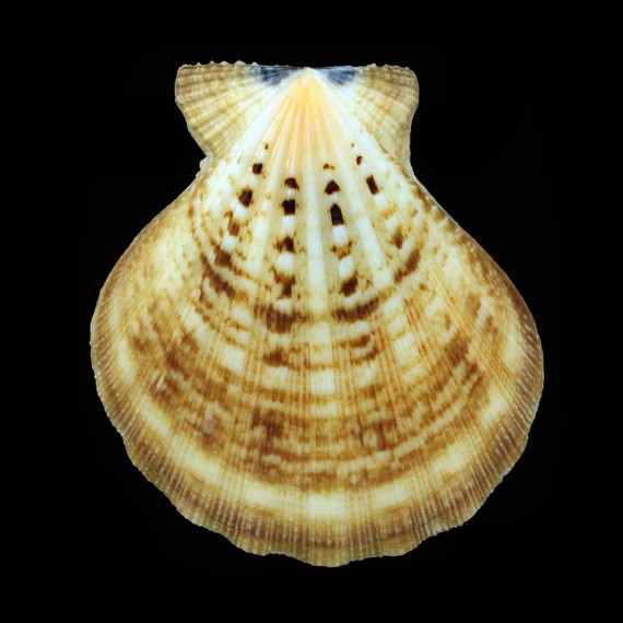 radula 86,5mm BIG