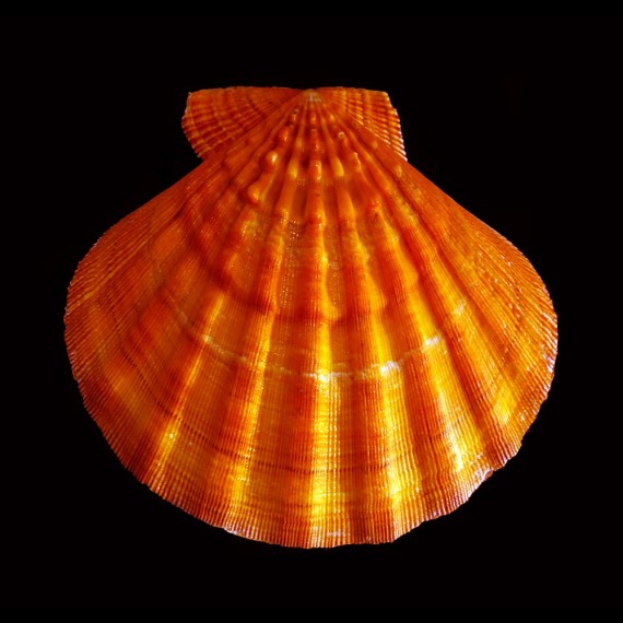 subnodosus 172,0mm BIG