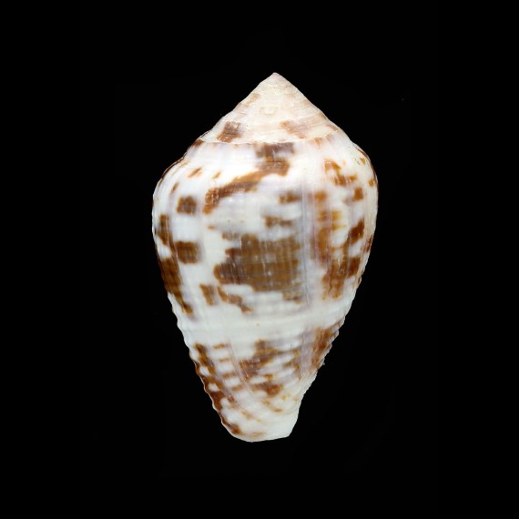 catus rubropapillosa 45,4mm big