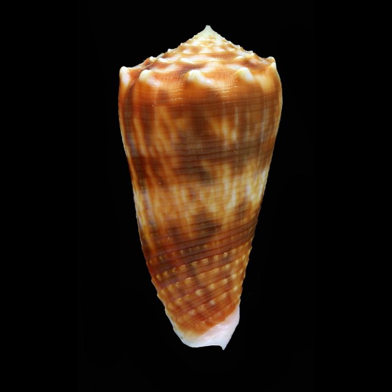 moluccensis 48,2mm