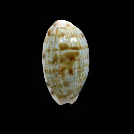 teres 32,2mm