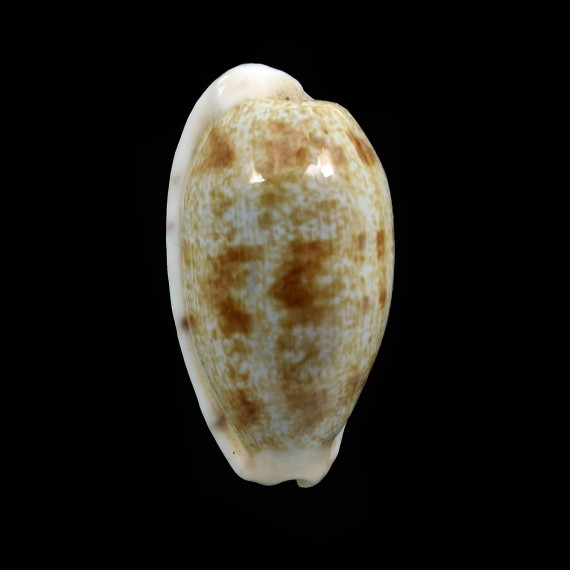 teres 33,7mm