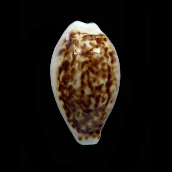 coxeni 25,0mm