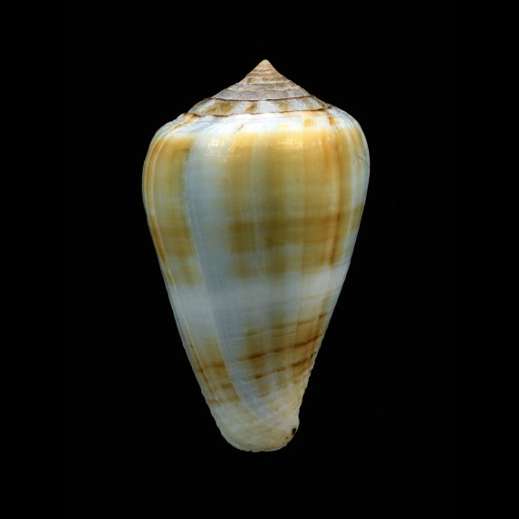taslei 46,1mm BIG