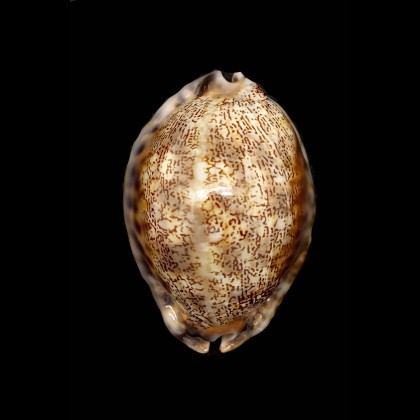 asiatica gibba