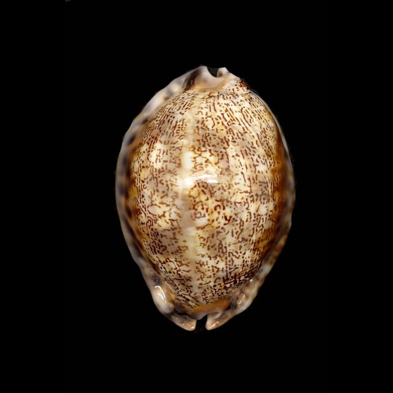 asiatica gibba
