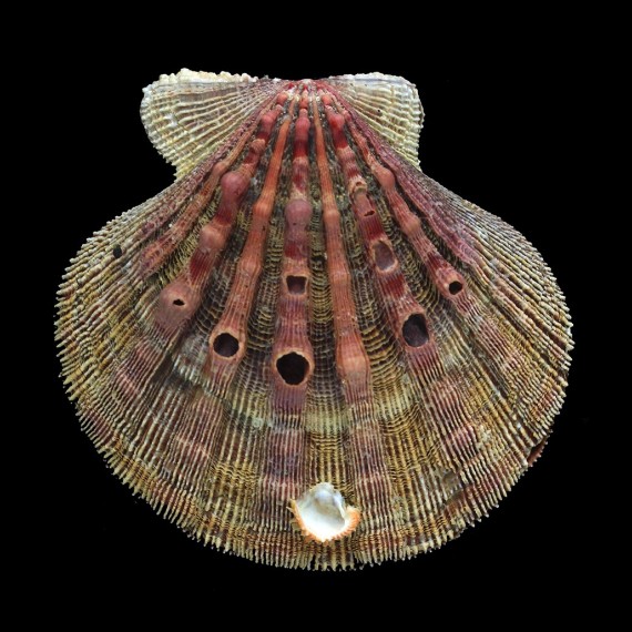 nodosus 123,0mm
