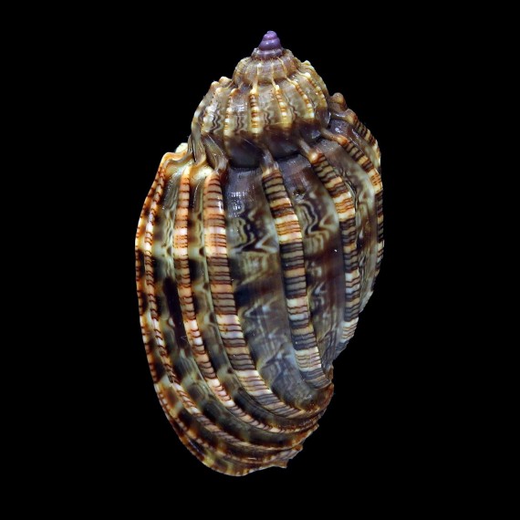 amouretta 45,0mm