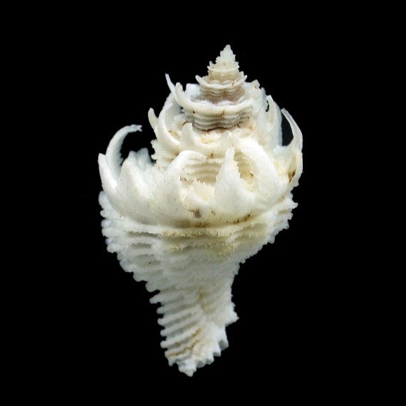 japonicus 35,5mm