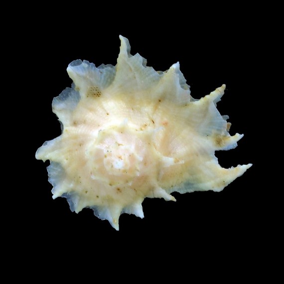 pilsbryi 33,0mm