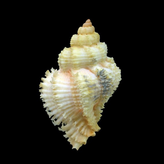 stainforthi 54,7mm