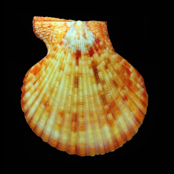 sanguinea 86,9mm