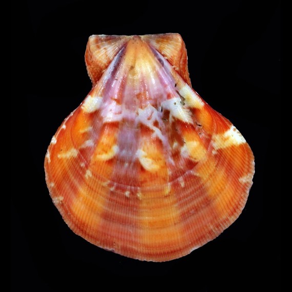plica 42,4mm