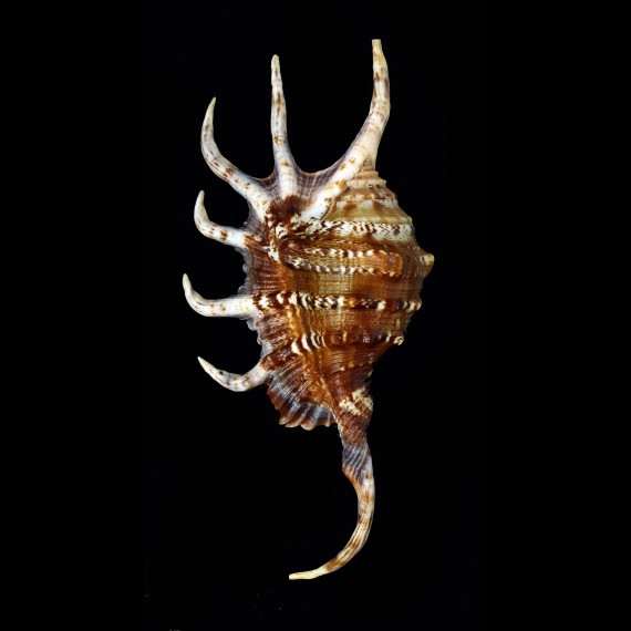 crocata 121,6mm SUPER