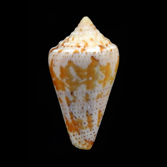 cedonulli dominicanus 38,3mm