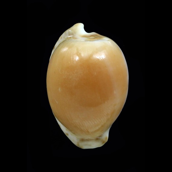 algoensis 28,4mm