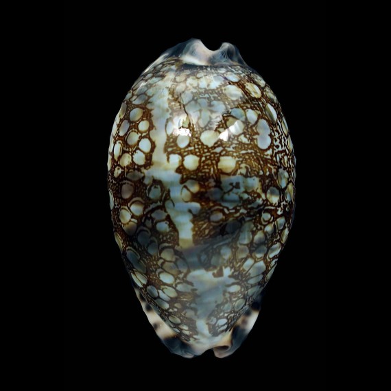 histrio 64,2mm NEW POPULATION