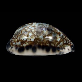 histrio 64,2mm NEW POPULATION