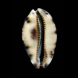 histrio 64,2mm NEW POPULATION