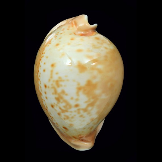armeniaca 89,2mm