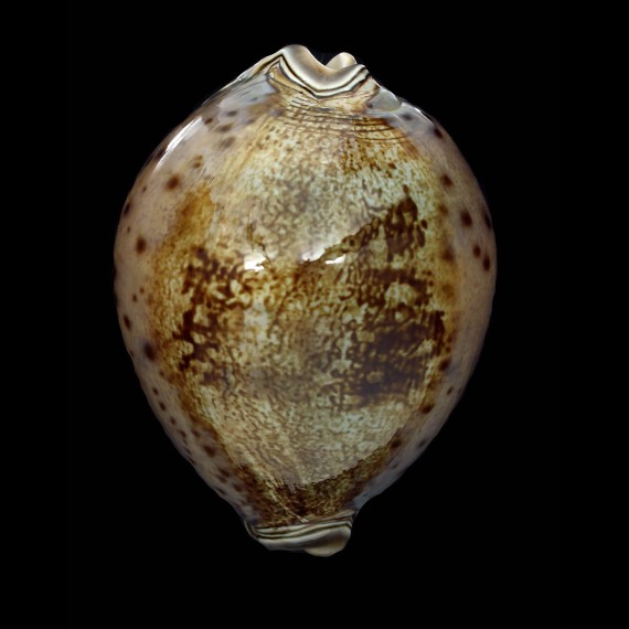 valentia 90,0mm
