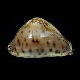 valentia 90,0mm