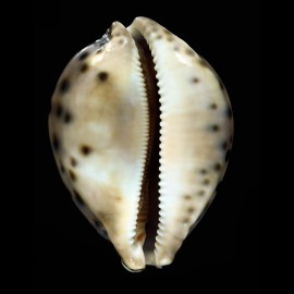 valentia 90,0mm