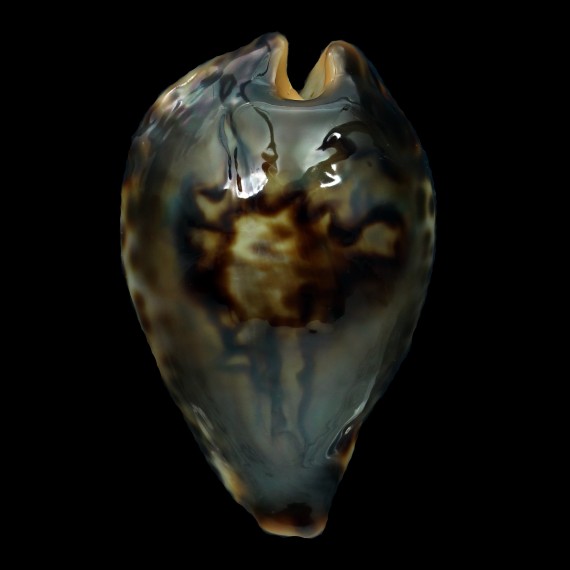 fultonii fultonii "miniatra" 60,1mm AMAZING