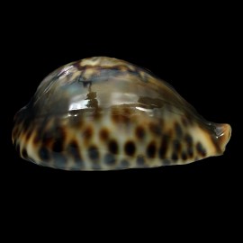 fultonii fultonii "miniatra" 60,1mm AMAZING
