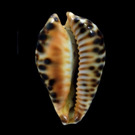 fultonii fultonii "miniatra" 60,1mm AMAZING