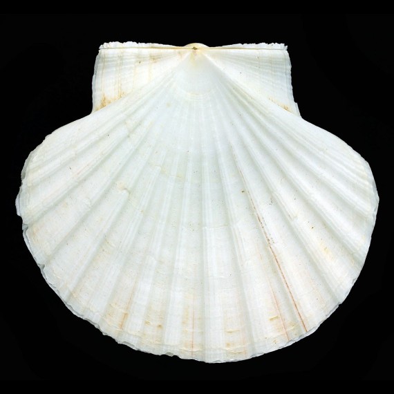 maximus 105,5mm ALBINO