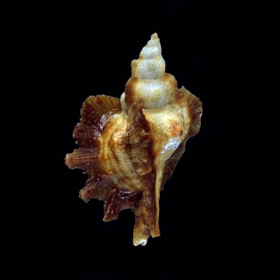 macroptera 44,6mm