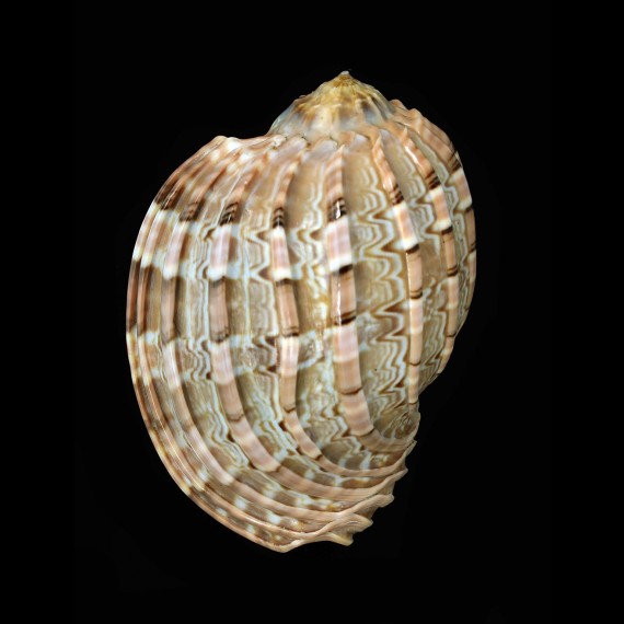 articularis 102,8mm