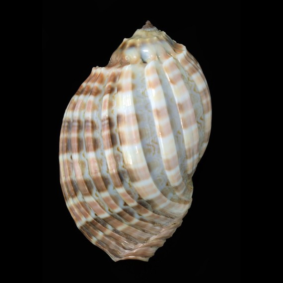 cabriti 100,3mm EXCEPTIONAL