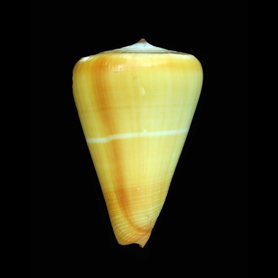 betulinus rufoluteus 83,4mm SPECIAL