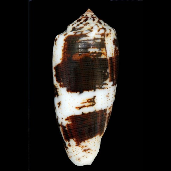 magus fulvobullatus