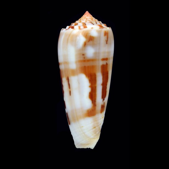 gubernator 77,7mm