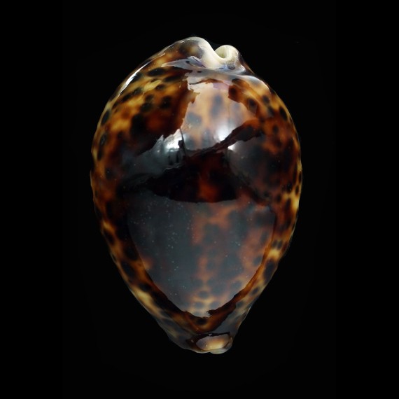 tigris 87,8mm RUSTY