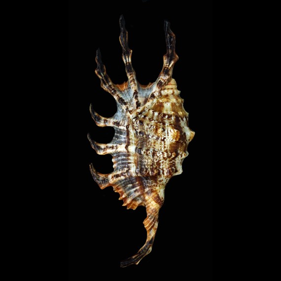 scorpius 140,8mm