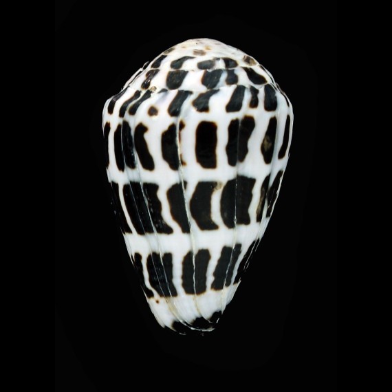 ebraeus 45,3mm BIG