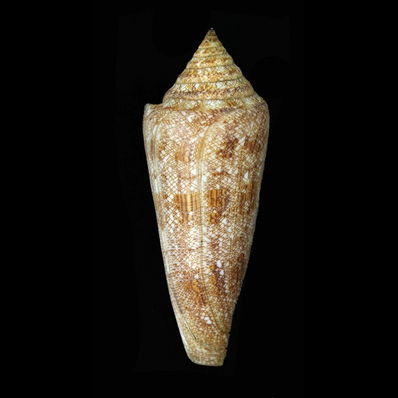gloriamaris 109,5mm SOLOMON