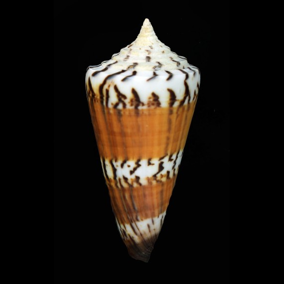generalis 86,0mm SUPERB