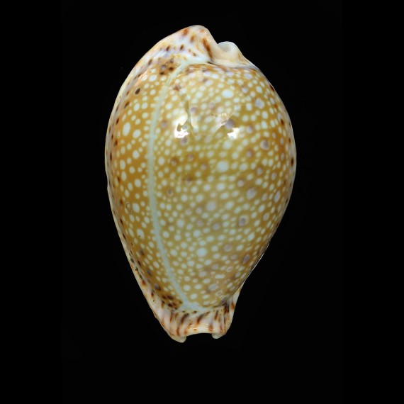 lamarcki 52,3mm