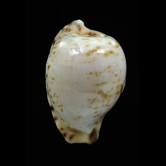 edentula sanfrancesca 18,9mm